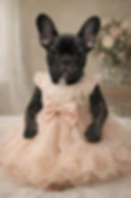 Franceschi's Chloe in a dress