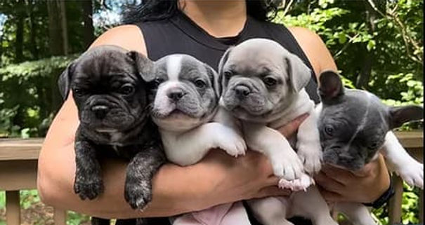Four French Bulldog puppies in a variety of colors — brindle, blue, white, and fawn — being held outdoors, showcasing the color diversity produced at Franceschi Frenchies.