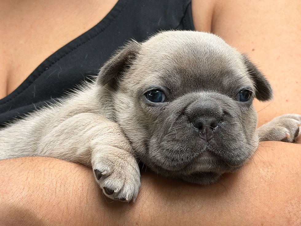 Envy girl 3wks1.jpeg