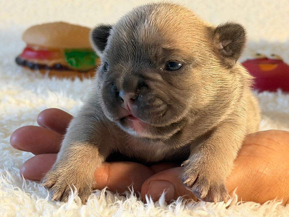 Franceschi Frenchies Grizzly and Envy daughter