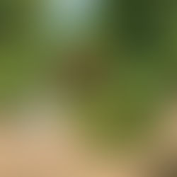 暑い.....いつも涼しい庭からも、熱波がドドドと、38度恐ろしやぁ