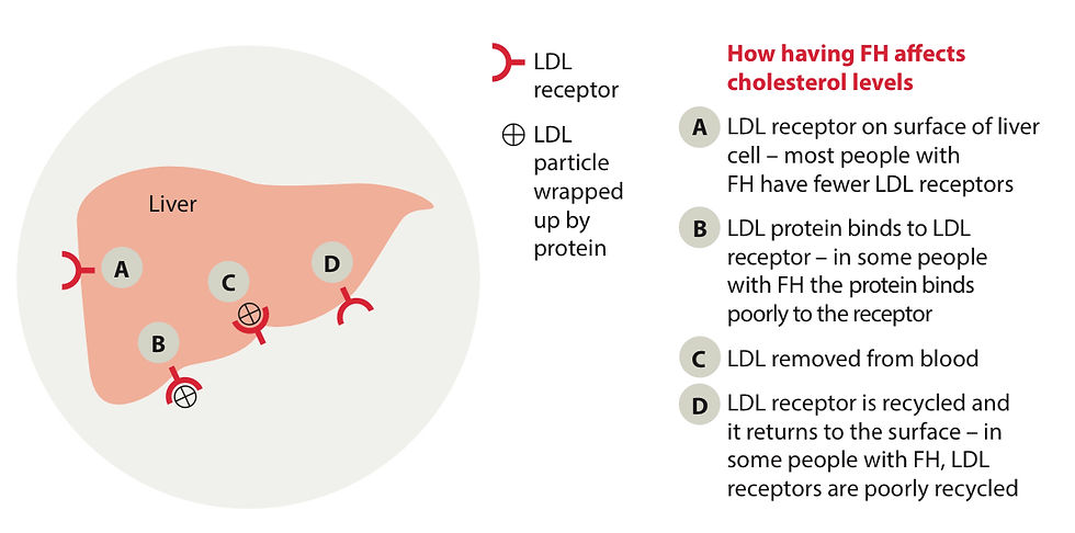 Liver with LDL receptors and LDL particles
