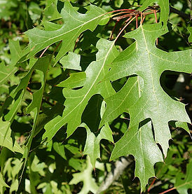 Texas Red Oak