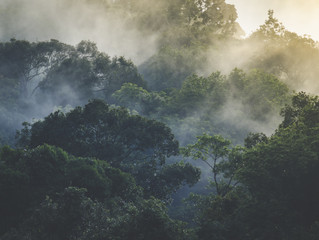 Global Forest Watch Data in MapHubs