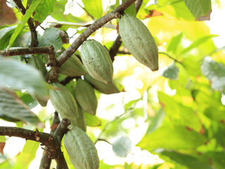 Making zero deforestation cocoa a reality