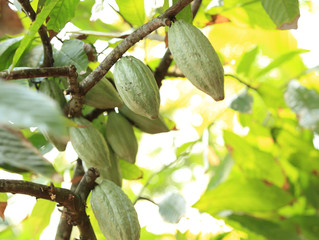 Making zero deforestation cocoa a reality