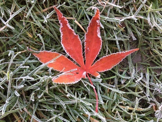 Crispy frost and last reds of autumn