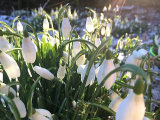 Snowdrops at Kentmere Farm pods - a sign of spring!