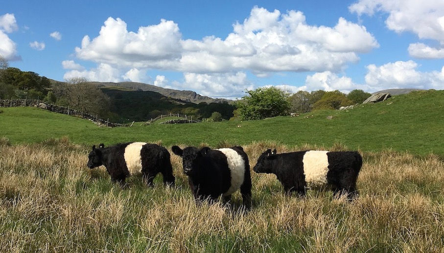 Our beautiful Belted Galloways - surely the inspiration behind Mary Quant