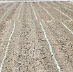 Shafter Research Station Experimental Plot Land