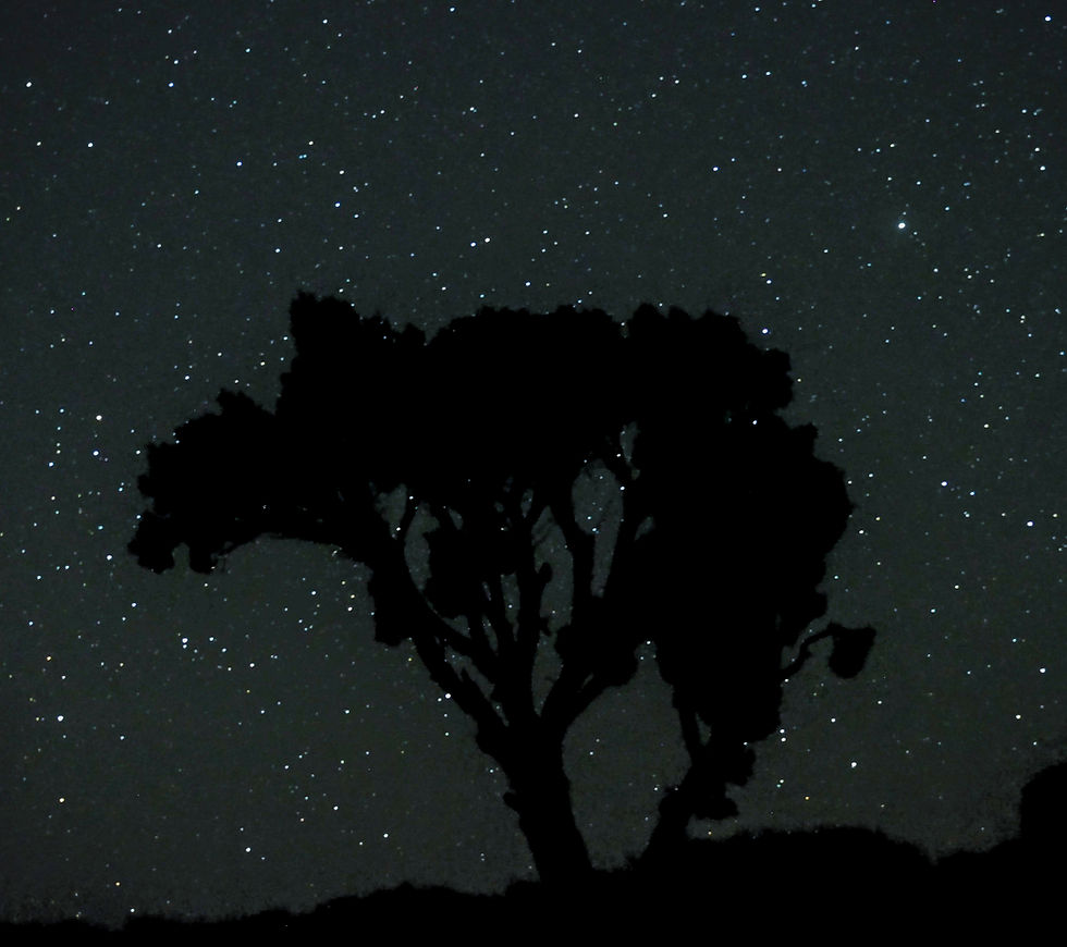 A dark tree stands tall across a starry night sky. Submitted by Jessie O. 