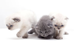 Three Cute Kittens