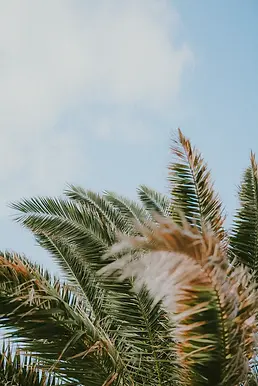 hht-palme.webp