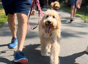 Happy dog on leash walking during group training classes