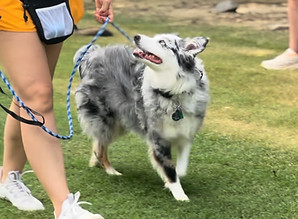 dog training during group classes with Keeper & Kin Project