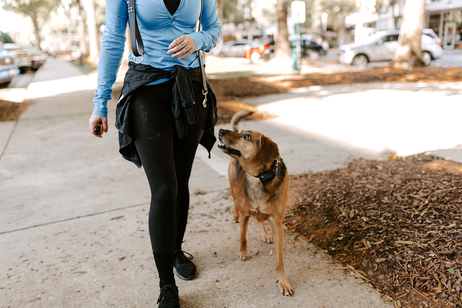 Dog Training Command Canine