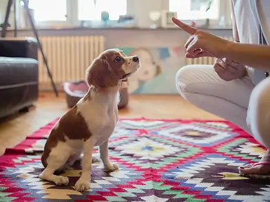 The-Wildest_Editorial_Eight_Basic_Training_Cues_to_Teach_Your_Dog_Hero.webp