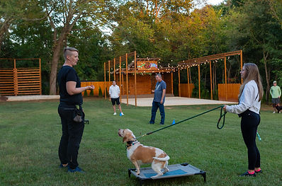 Dog Training Group Classes in Charlotte North Carolina