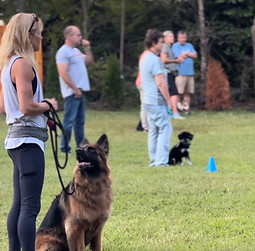 Group Dog Training classes wiht Keerp & Kin Project