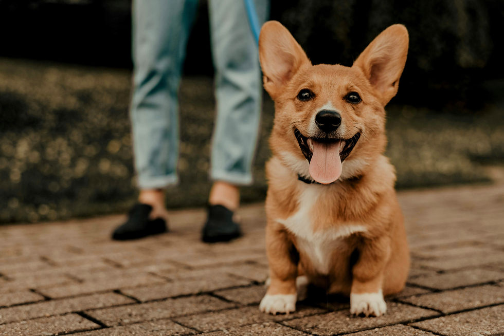 Dog Sitting with Owner on Walk_edited_edited.jpg