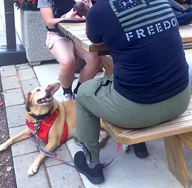 Dog training in public spaces with Keeper & Kin Project