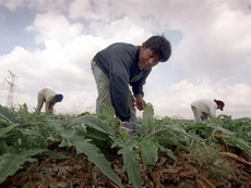 Why were so many Thai farmers among the hostages held by Hamas?