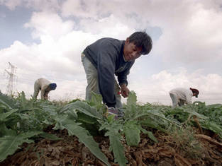 Why were so many Thai farmers among the hostages held by Hamas?