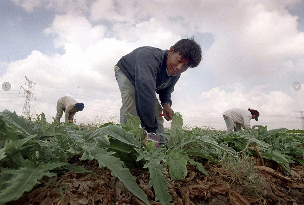Three people harvest leafy greens in a field under a cloudy sky. Power lines tower in the background. The mood appears industrious.