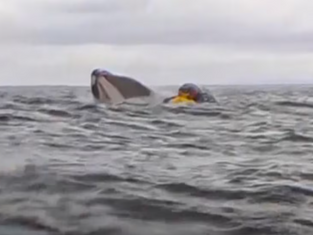 A humpback whale briefly swallows kayaker in Chilean Patagonia. His father caught it on video.