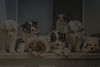 More photos and videos of Australian Shepherd babies on our facebook page “bbbergeraustral