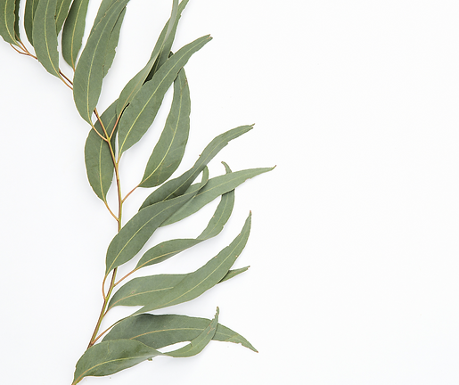 plant-3.png