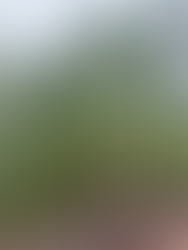 Młode drzewo araukarii rosnące na skalistym, ubogim podłożu w Nowej Kaledonii – charakterystyczna sylwetka iglaka o wachlarzowatych gałęziach.