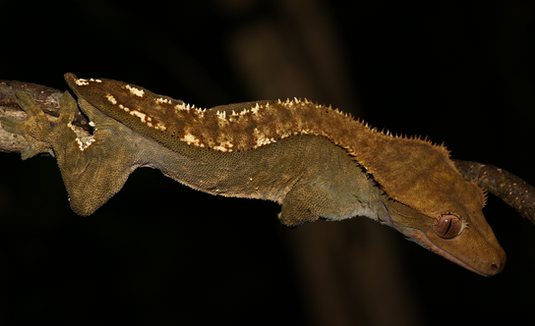 Gekon orzęsiony w skoku lub przygotowujący się do skoku z szerokiego liścia – ujęcie dynamiczne.