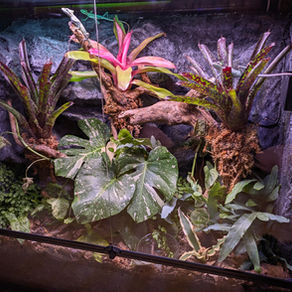 Bioaktywne terrarium – mikroświat, który żyje i tylko trochę Cię wyręcza