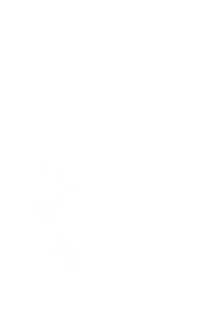 frog_edited.png