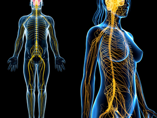 Myofascial Release (MFR)