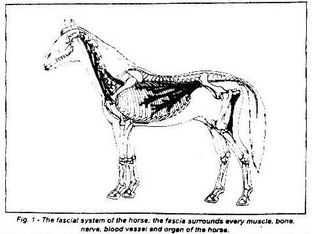 MYOFASCIAL RELEASE AND THE EQUINE ATHLETE