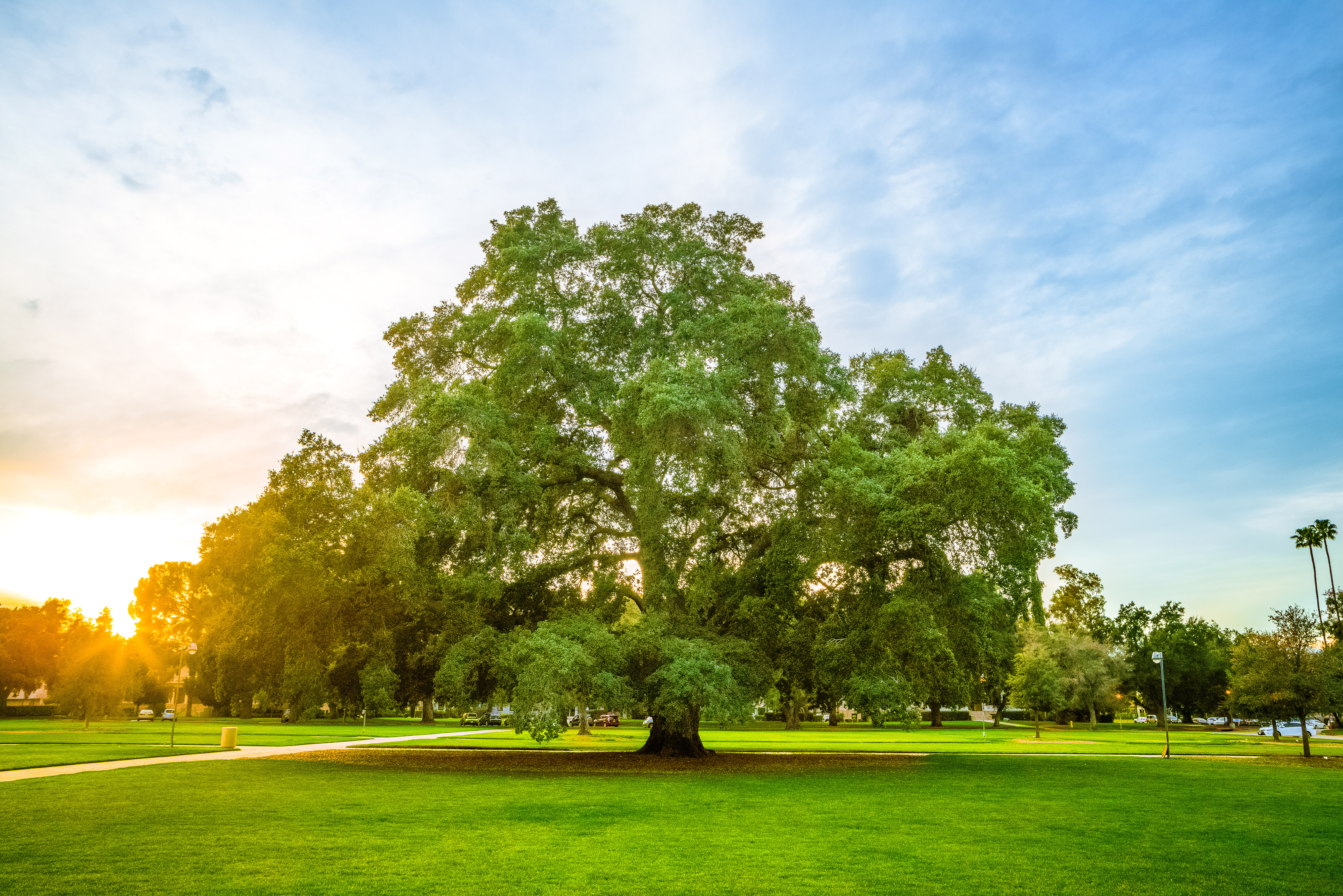 Campus Tree