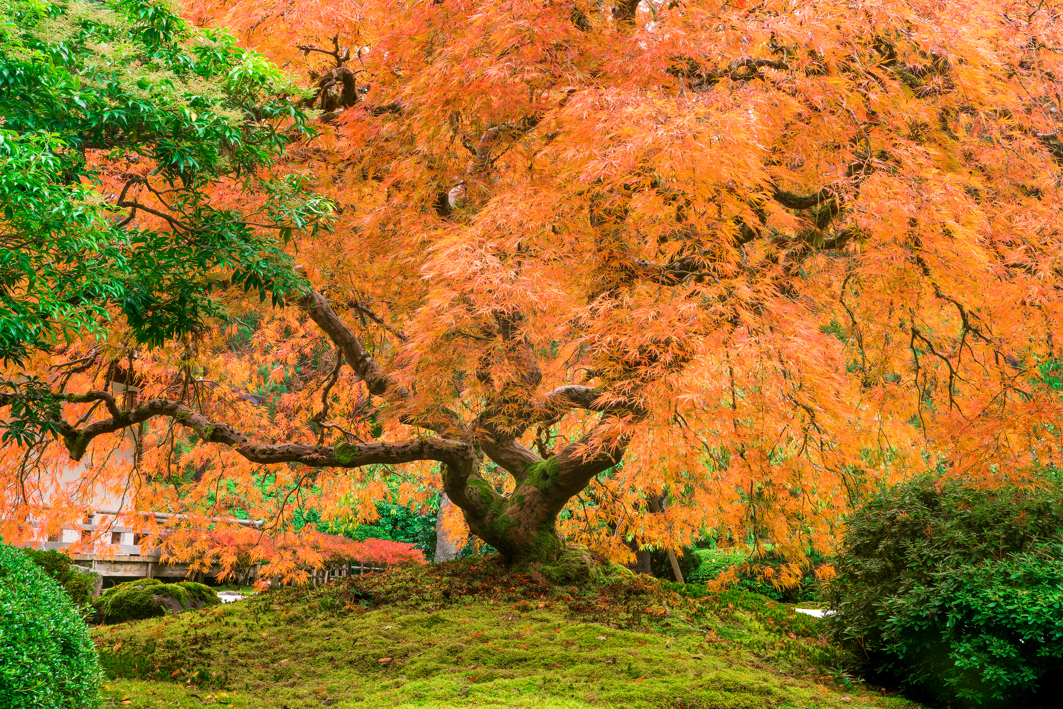 Maple Bush