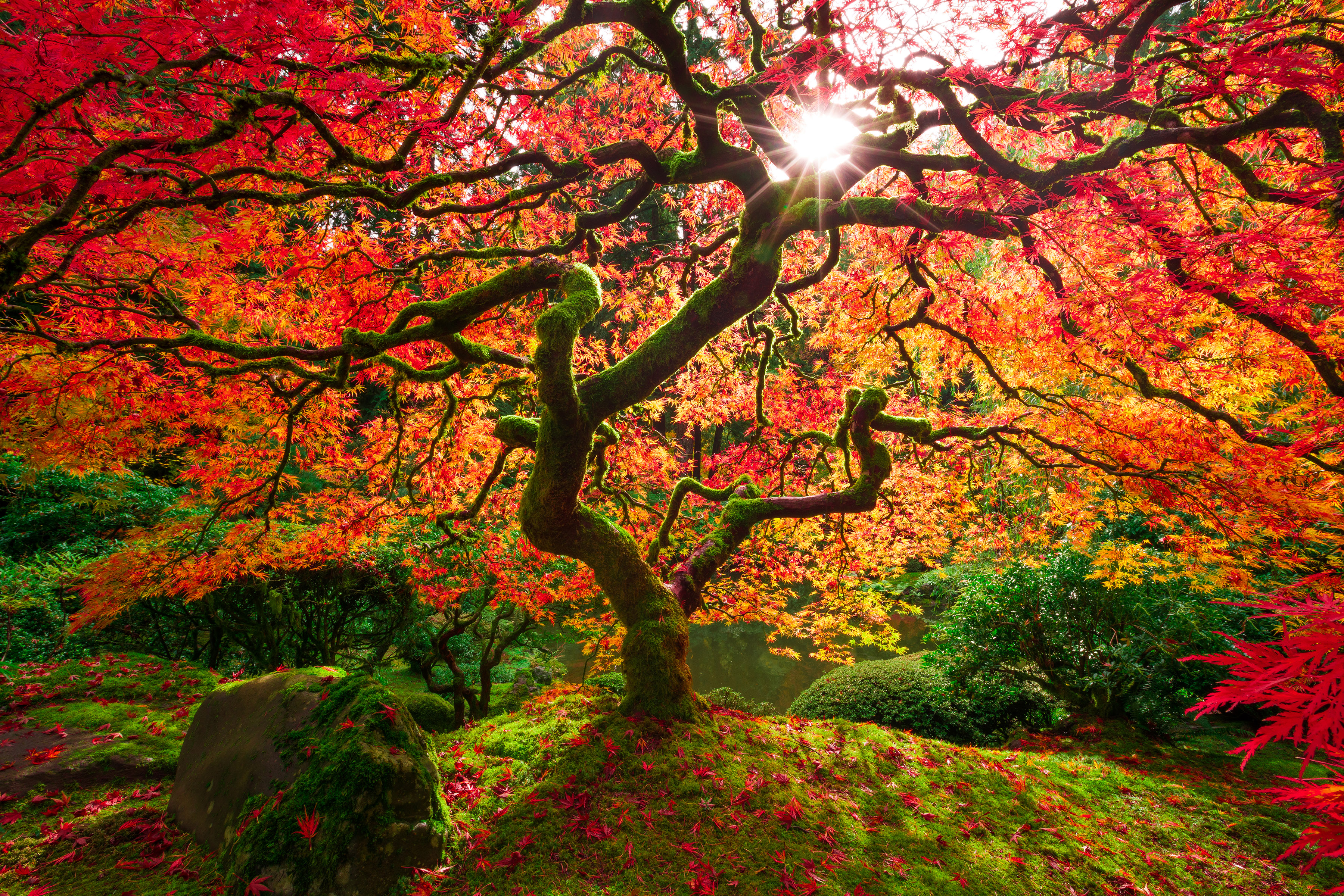 Red Maple
