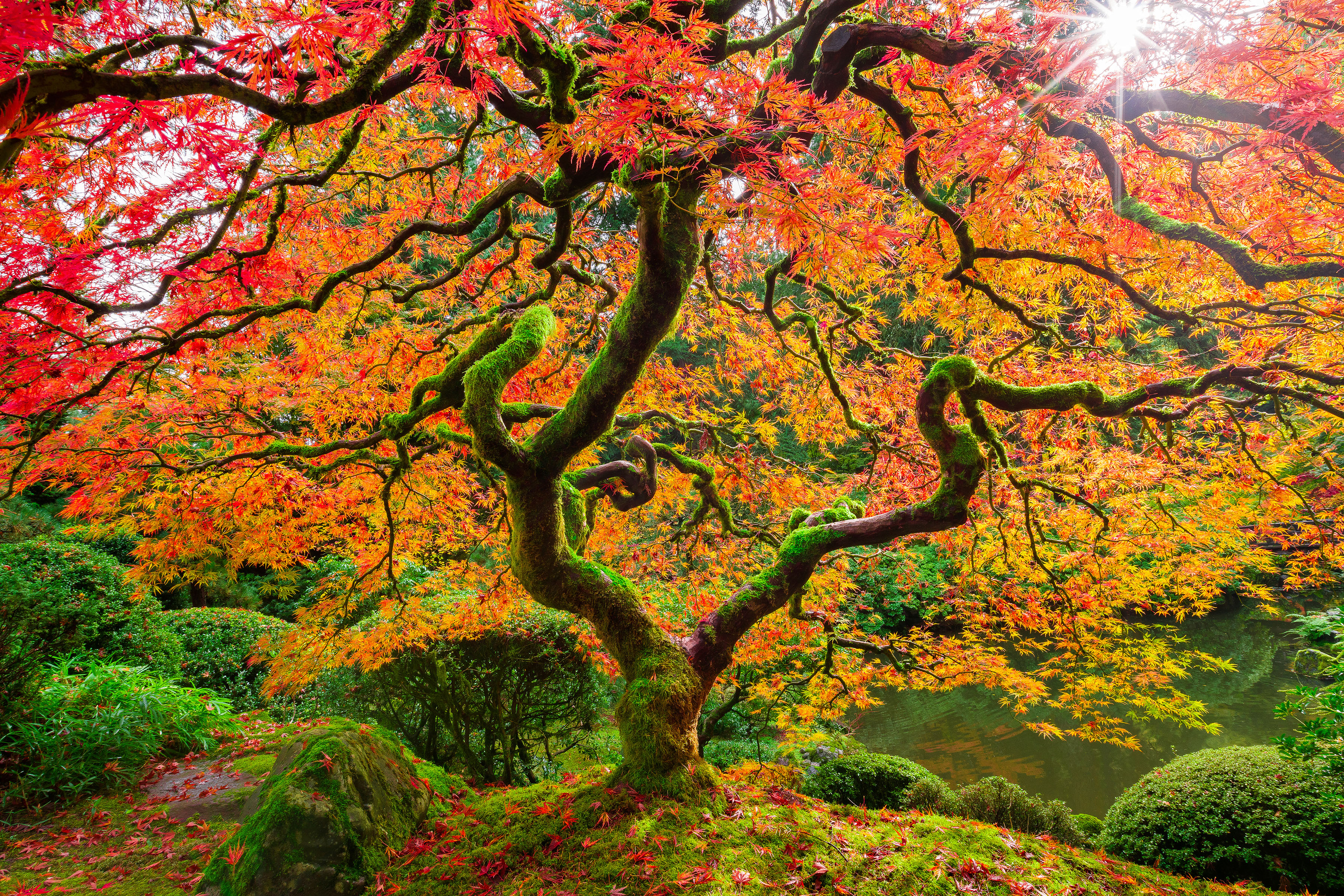 Maple Burst