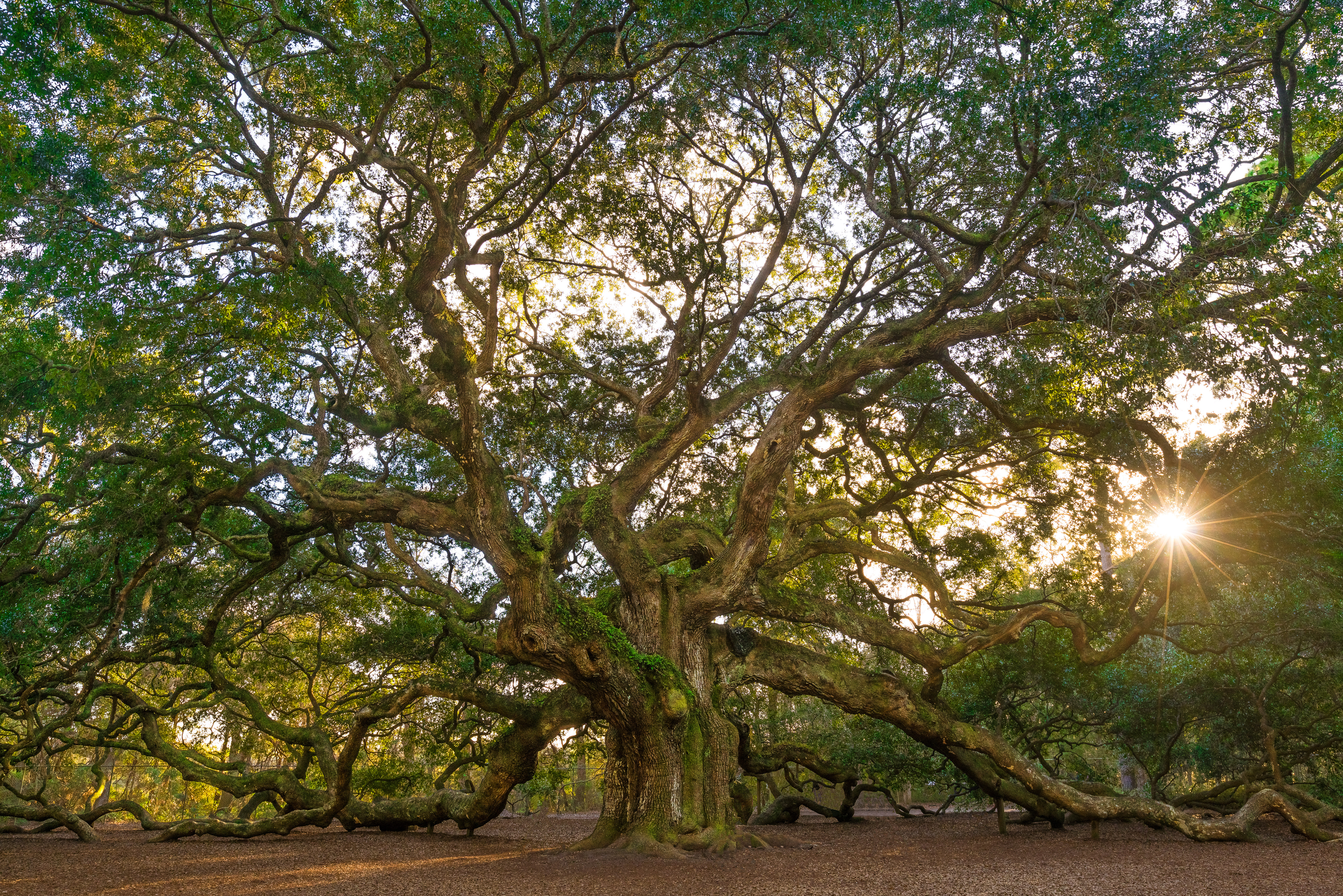 Angel Oak