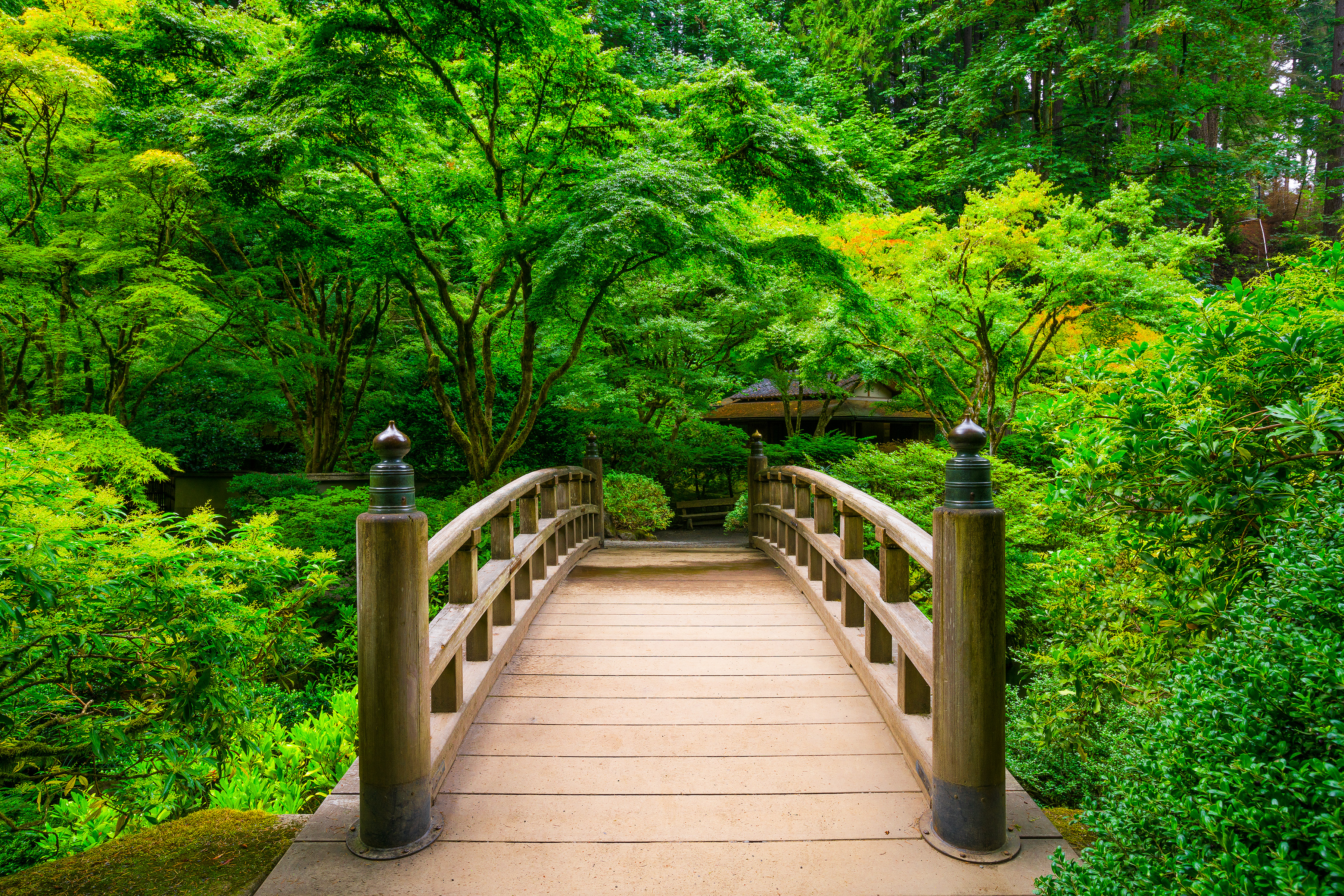 Summer Path