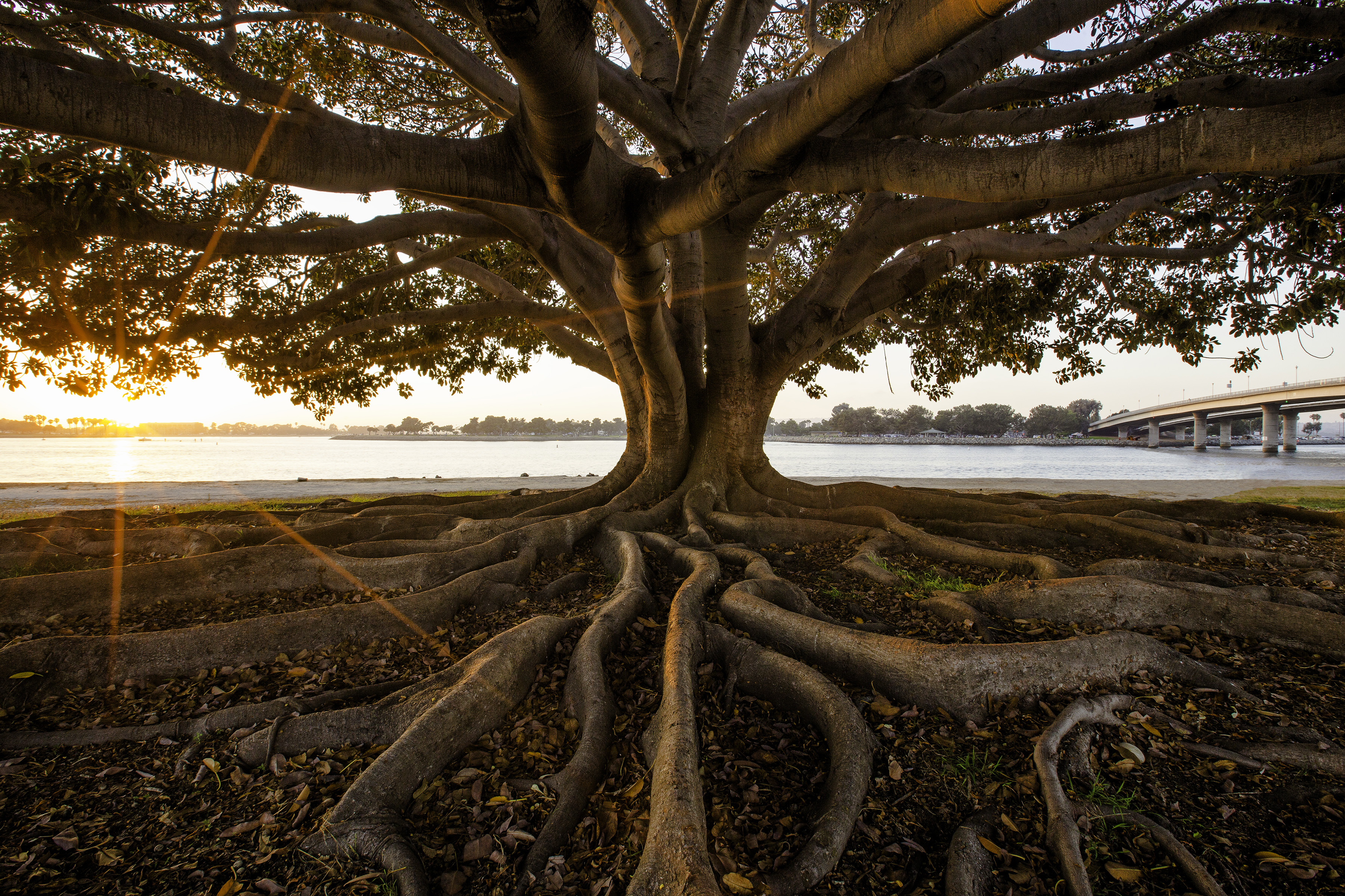 Mission Bay
