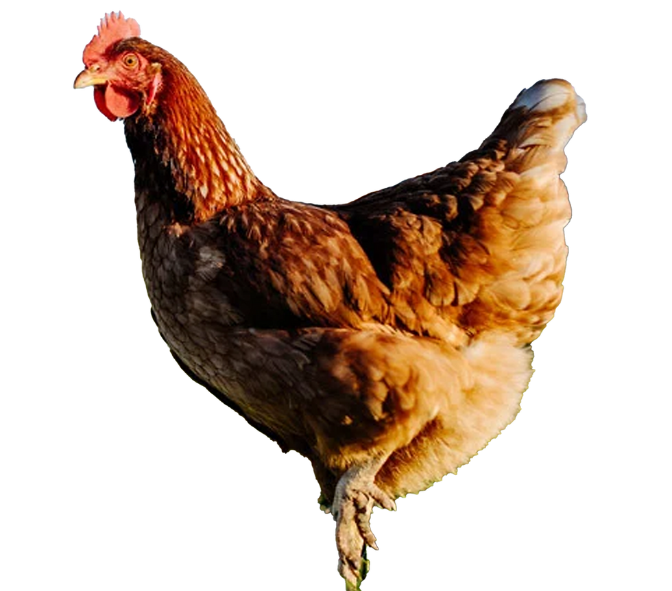 gallina.png