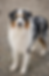 JOY Blue Merle NBT