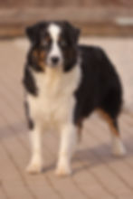 Cassie Australian Shepherd
