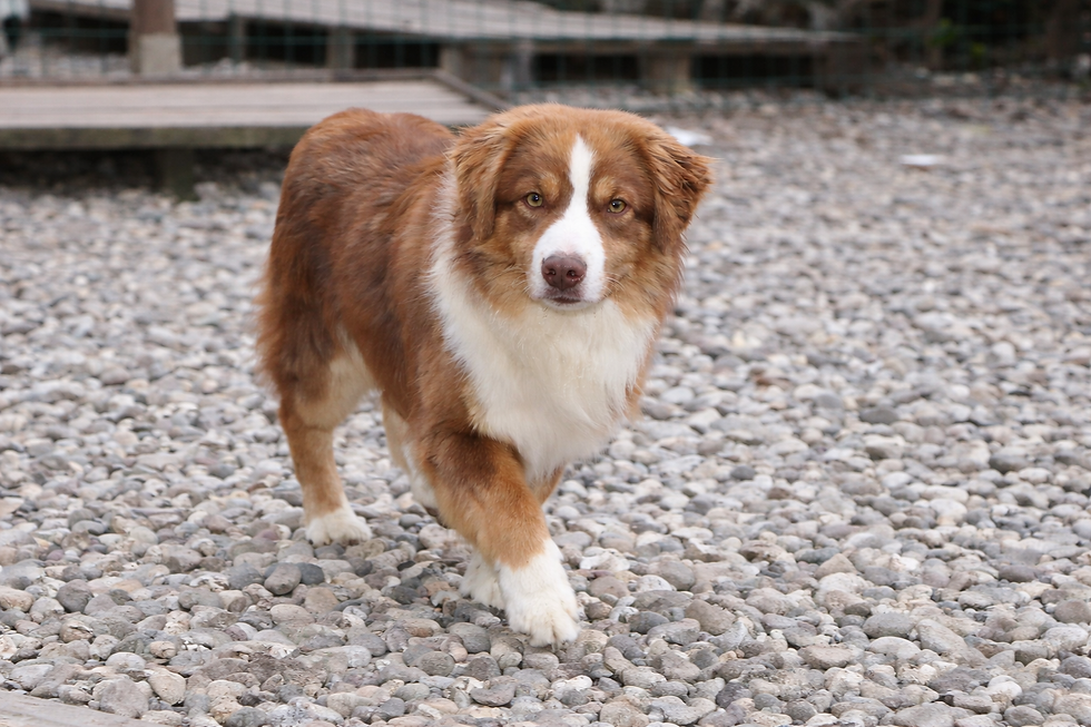 SHOCKA Mini Aussie MAS