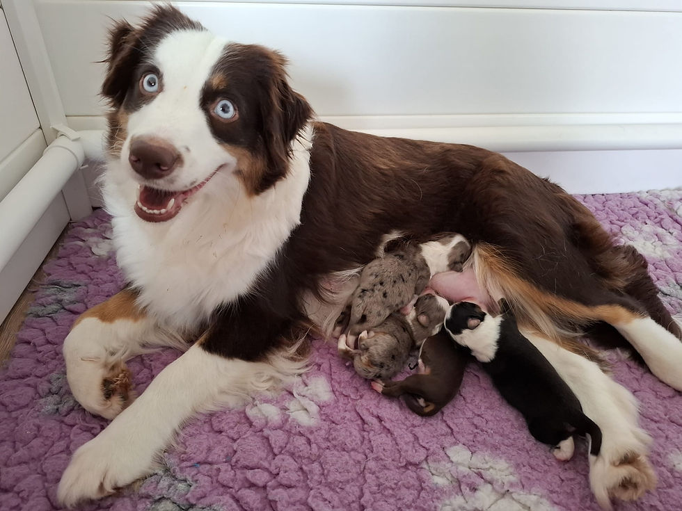 Daisy & Pepper pups (2)