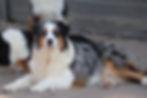 TIKA Blue Merle Australian Shepherd